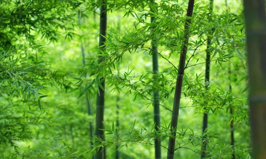 Side Effects of Bamboo Leaves