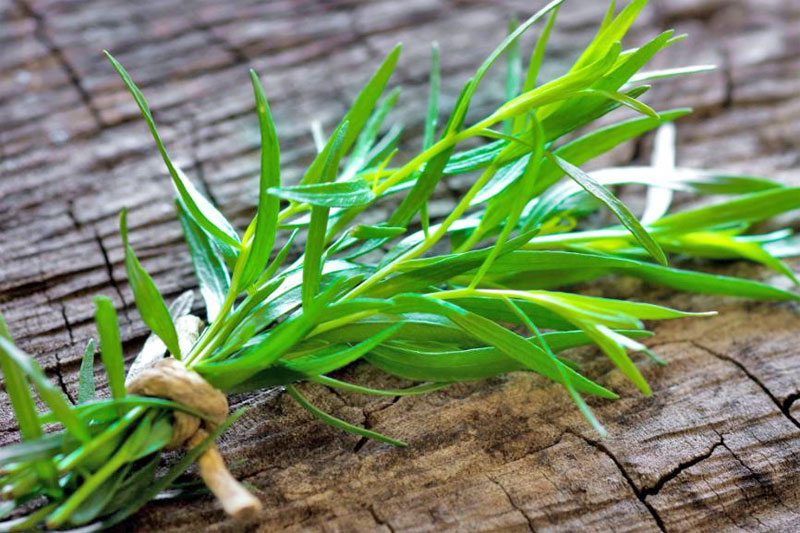 Tarragon as best substitute for parsley in cooking