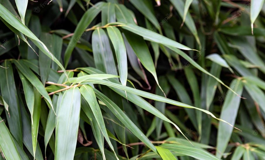The Bamboo Leaves Benefits for Health