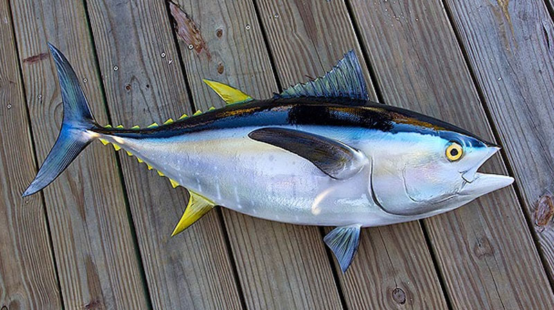 Tuna high in protein