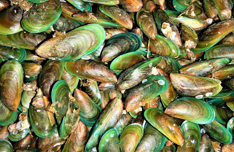 What Are Green Mussels