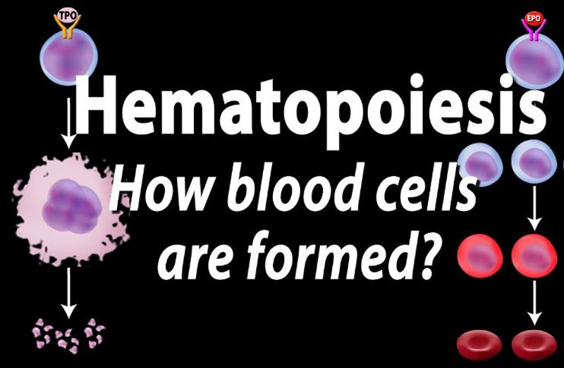 What is Hematopoiesis
