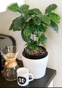 How to Grow Coffee in pot