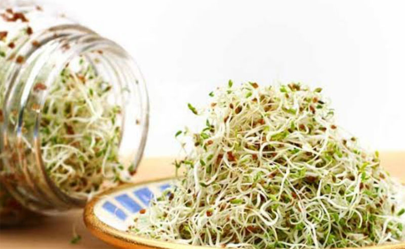 How to Grow Alfalfa for Animal