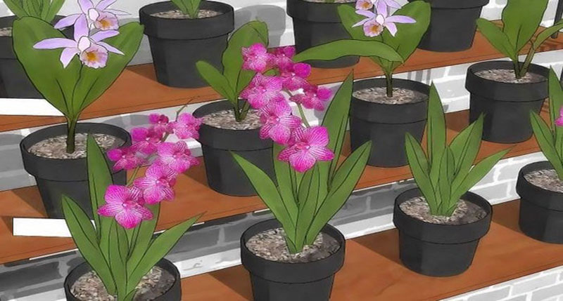 How to Grow Orchids Indoors and Care This Flower