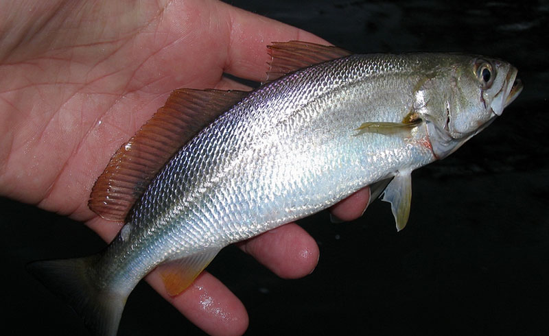 White trout fish