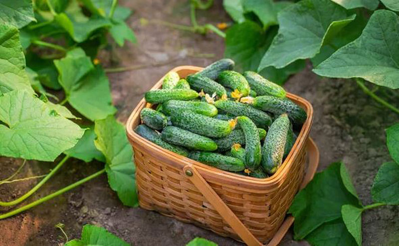 Do Cucumbers Need To Be Refrigerated?