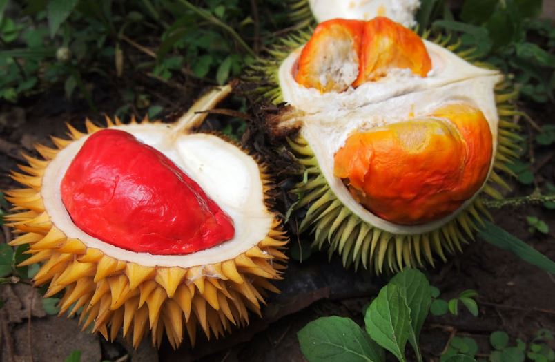 Culinary Uses of Red Durian Fruit