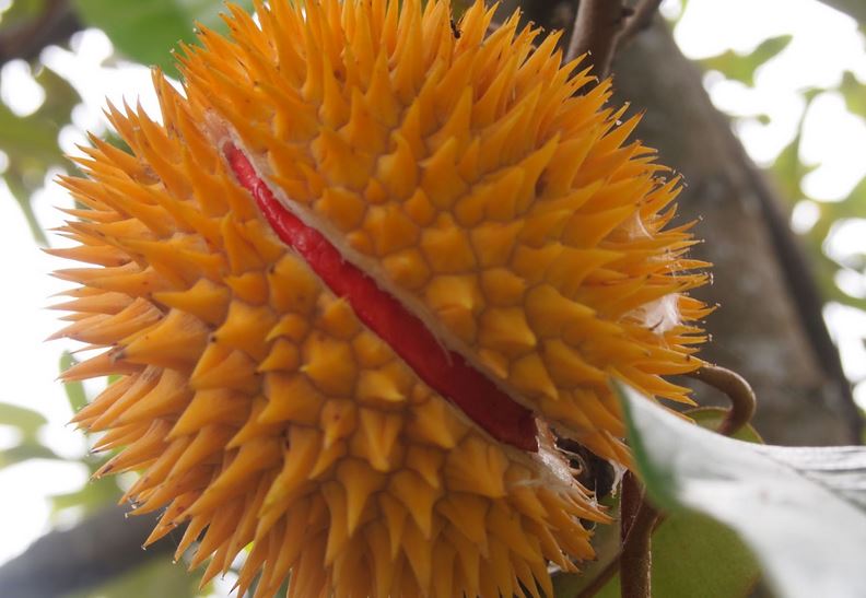 Local Names of Red Durian Fruit