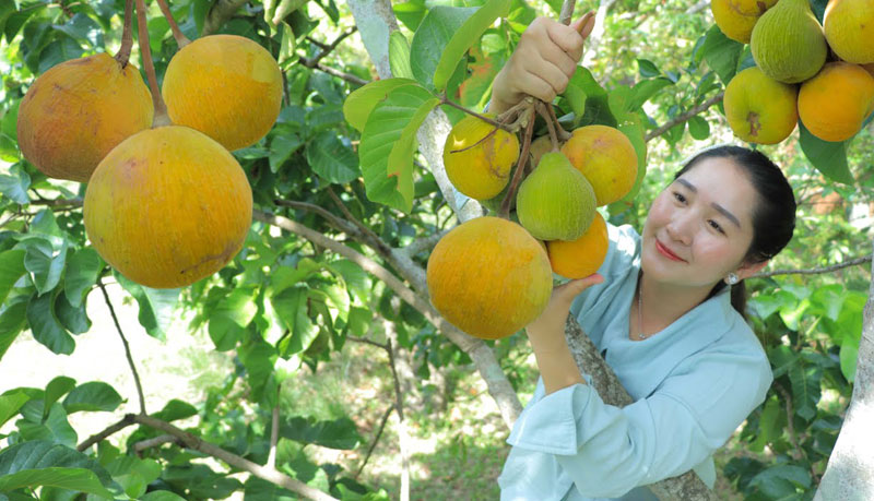 Health Benefits of Santol Fruit