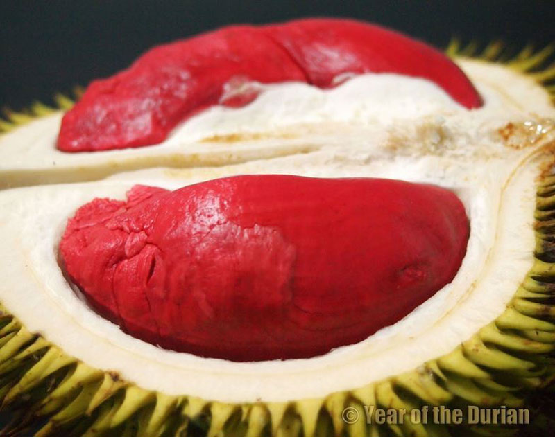 Red Durian Fruit benefits