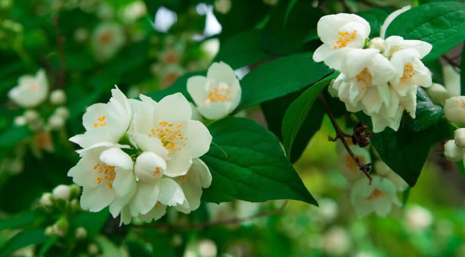 jasmine is a Most Fragrant Flowers in India