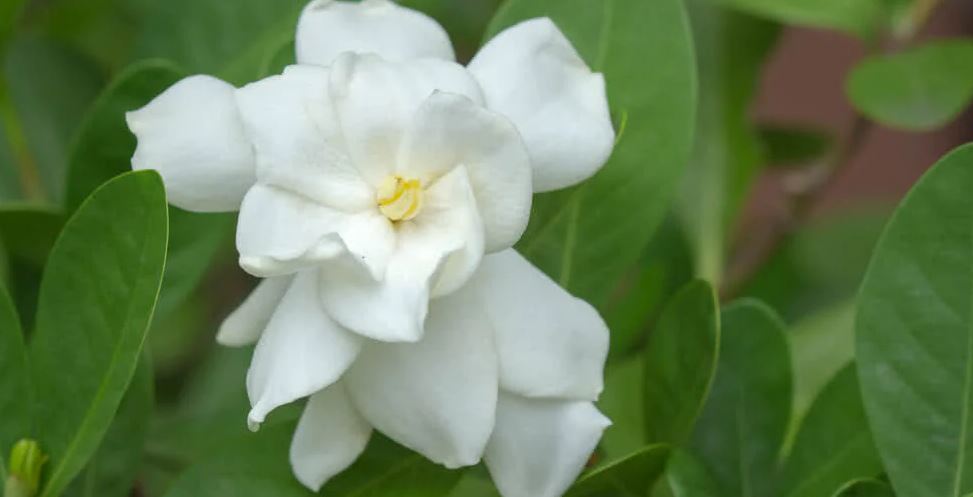 most fragrant flower plant in India