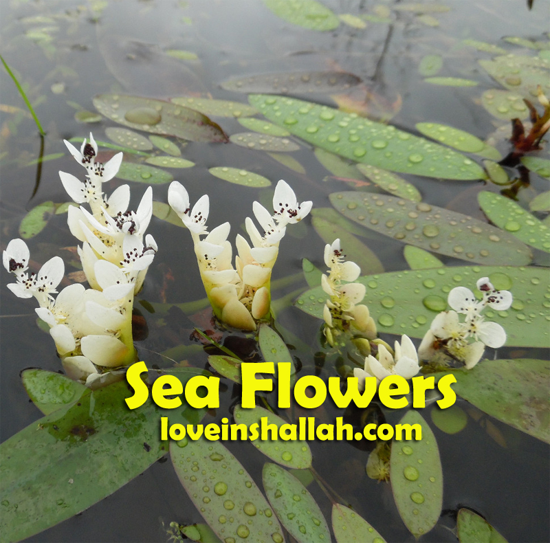 Water Hawthorn as sea flowers