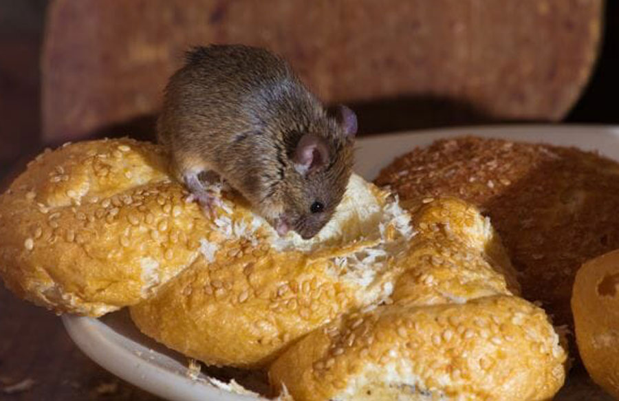 6 Signs of Bad Mice Infestation You Need to Know