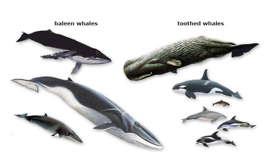 How long do toothed whales live