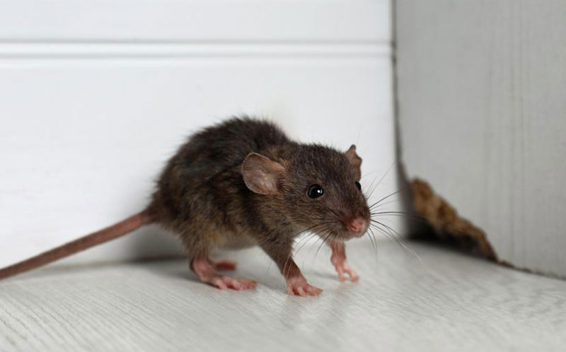 Signs of Bad Mice Infestation