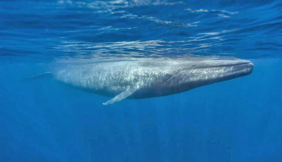 Whale Lifespan: How Long Do Whales Live?