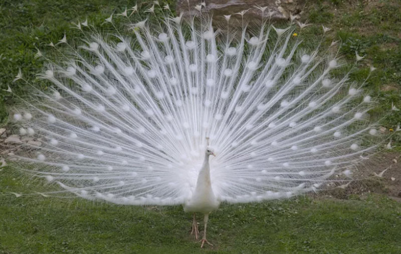 What Causes A Peacock To Have White Feathers