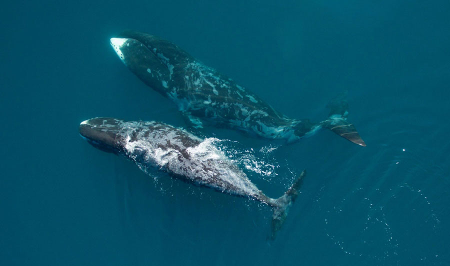 pair of bowhead whale