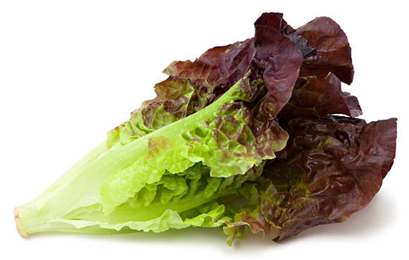 Benefits of Eating Red Leaf Lettuce