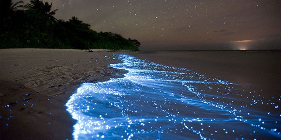 The Glowing Beach Phenomenon