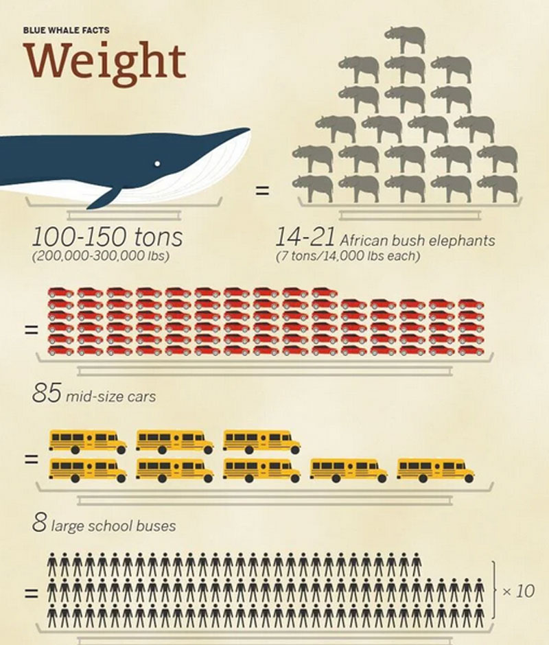 Comparing the Size of Humans to Blue Whales