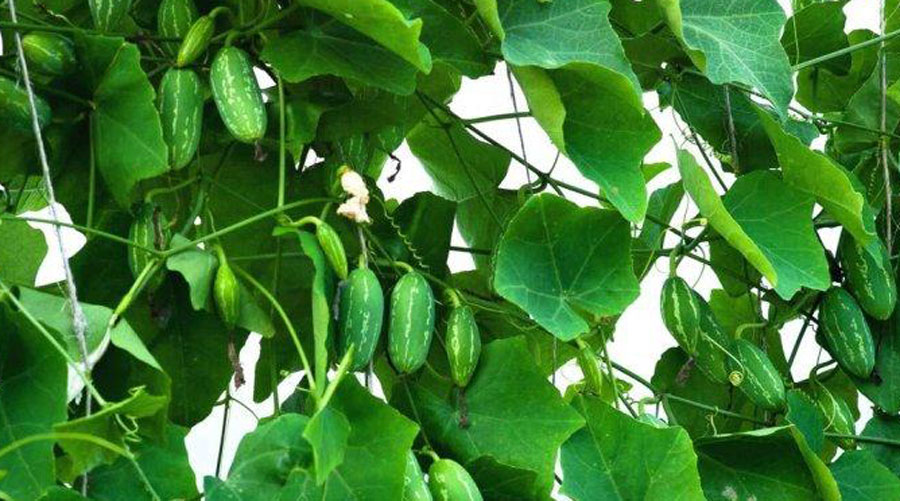 Surprising Health Benefits of Ivy Gourd