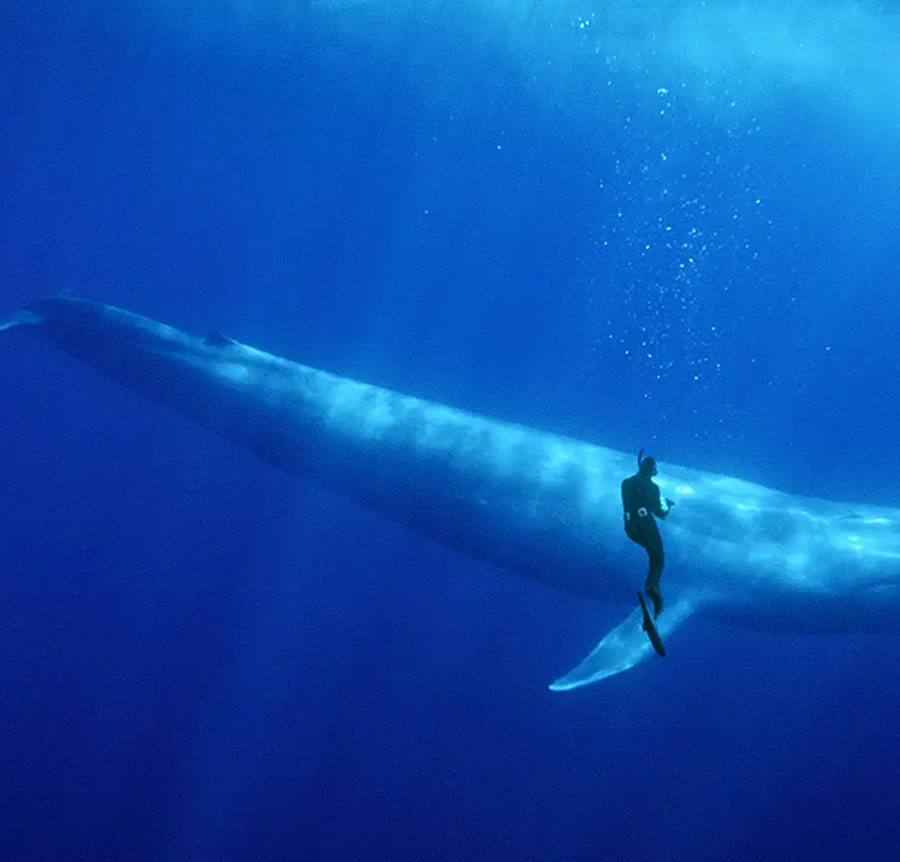 The Blue Whale Vs Humans