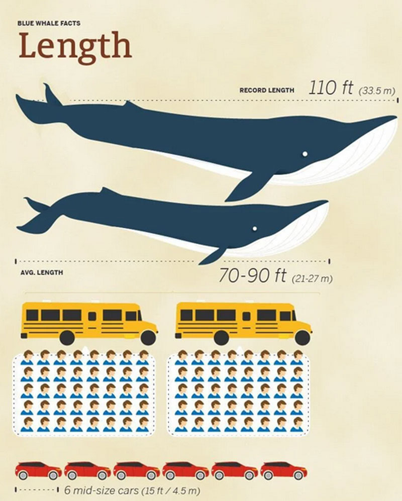 Understanding the Size of a Blue Whale