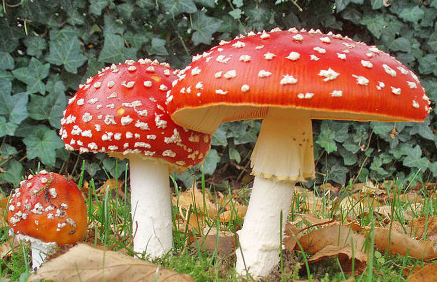 Exploring the Potential of Amanita Muscaria for Nerve Pain Relief