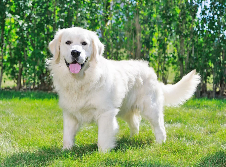 Is It Possible to Have a White Golden Retriever