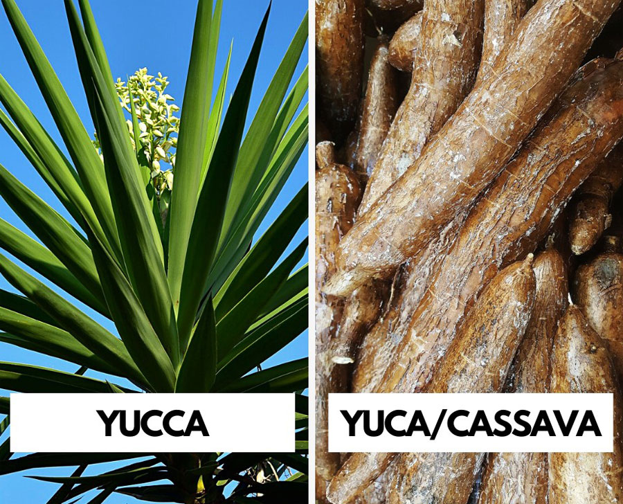 Yuca vs Yucca