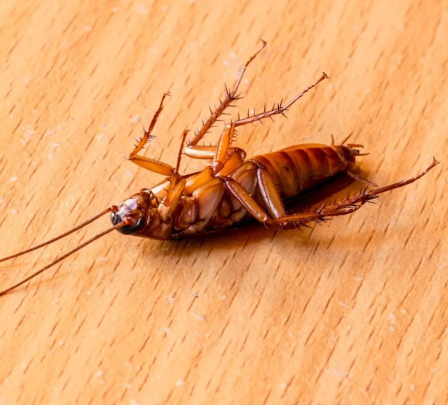 Is it Illegal to kill Cockroaches in Australia